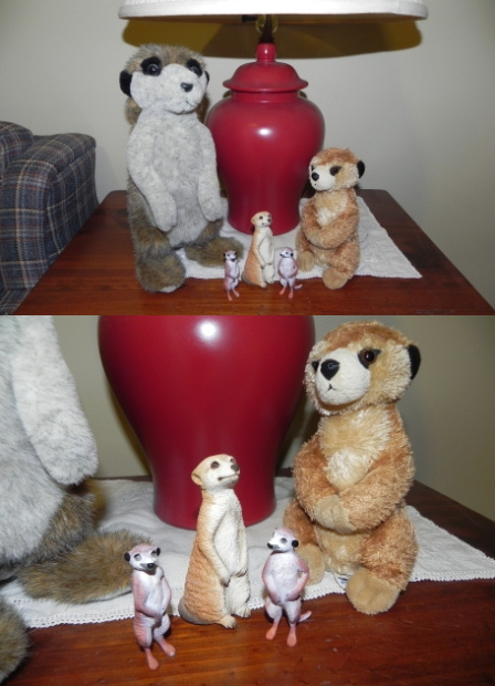 Some meerkats to keep Kathy's bats and Keith's and Wombat's wombats company!