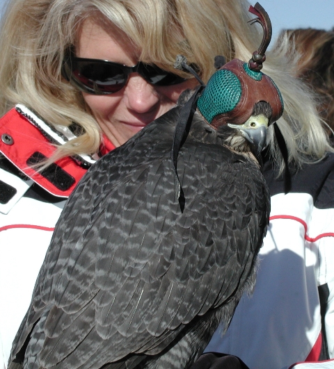 This photo was taken at an international competition.  The birds were kept with their hoods on until it was their turn to fly, but obviously the bird turned to my presence even if he couldn't see.  The owners would let them fly almost out of sight high in the sky before they would release the pigeons for them to catch.  It was amazing to watch them dive down at high speeds to catch the pigeon.  If the pigeon was smart enough, it wasn't caught and left free to go. But the raptor was always reward