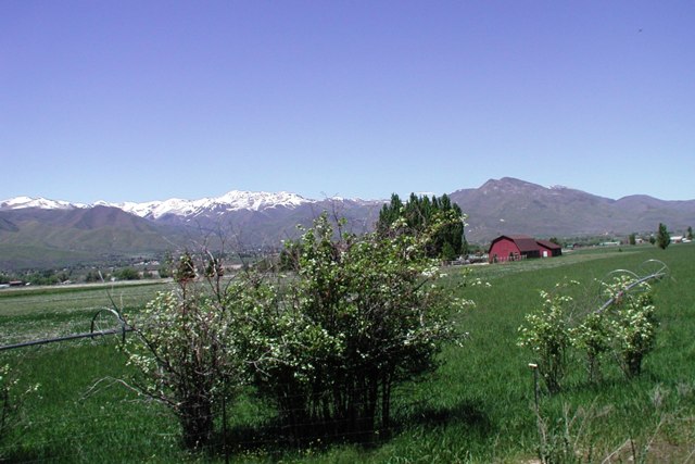 When I lived in the little town of Midway above this valley, I enjoyed the rural tone of Heber  that reminded me of the Midwest where I grew up.  There were pastures in town for dairy cattle and horses, and winter pastures for the sheep that they would drive down the town's streets in the fall from the mountains.  