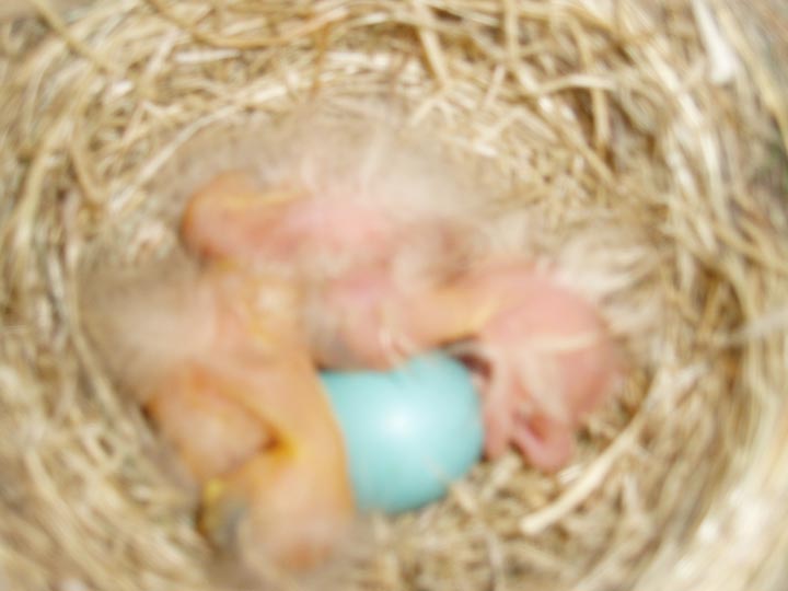 Baby Robins