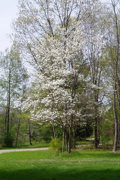 Dogwood Tree - 2008