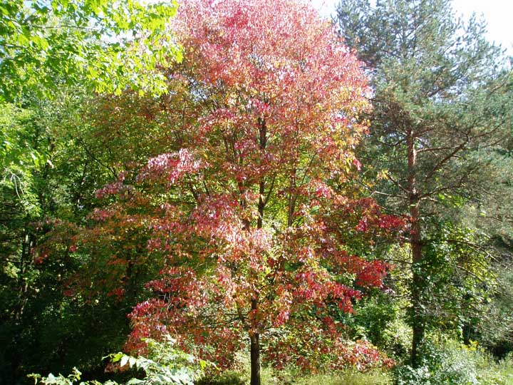 Taken along my driveway.
September 14, 2009