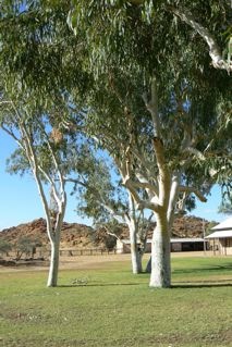 No two eucalypts are the same.