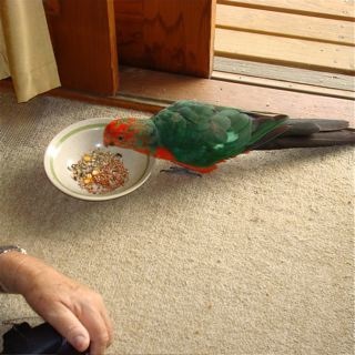 A juvenile King Parrot visited us for a feed during our stay at Anglesea.