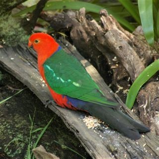 A male King Parrot in all his glory.