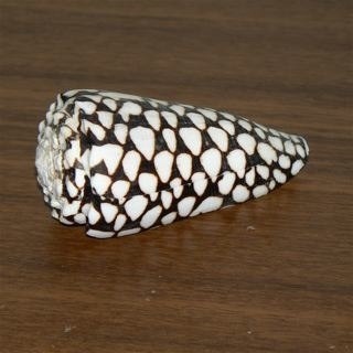 Conus marmoreus