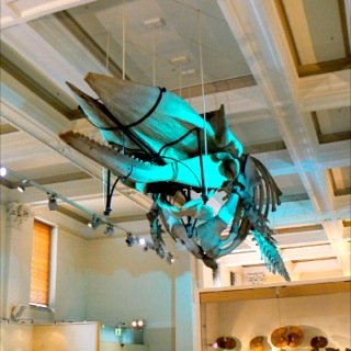 Australian Museum Sydney