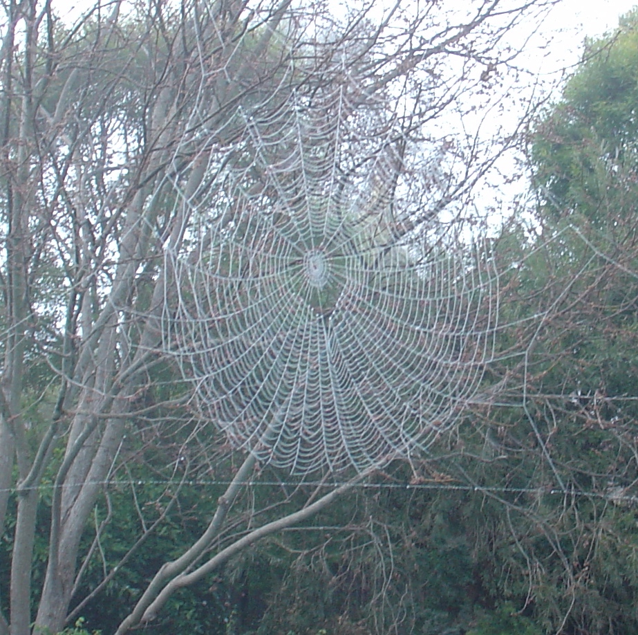 A dew spangled spider web in our yard.