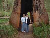 Inside a hollowed out Kauri tree in south-west Western Australia