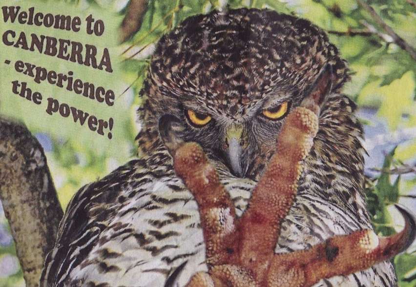 This Powerful Owl lives in a tree in the centre of Canberra. Their main food is possums Pictures of them in bird books typically show a partially eaten possum being clutched in a talon which is also clinging to the branch.