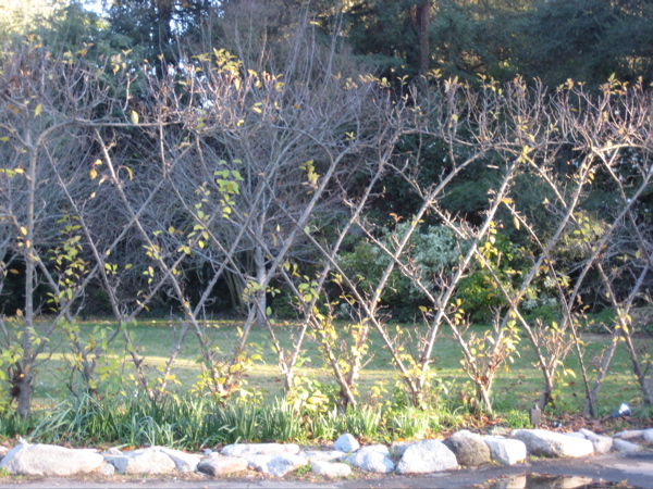 Someone had a lot of time to waste!  But the end result makes a lovely fence.