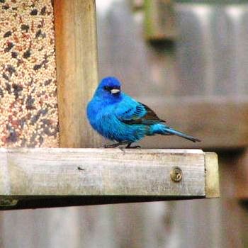 The trifecta 3 great birds & a blue jay