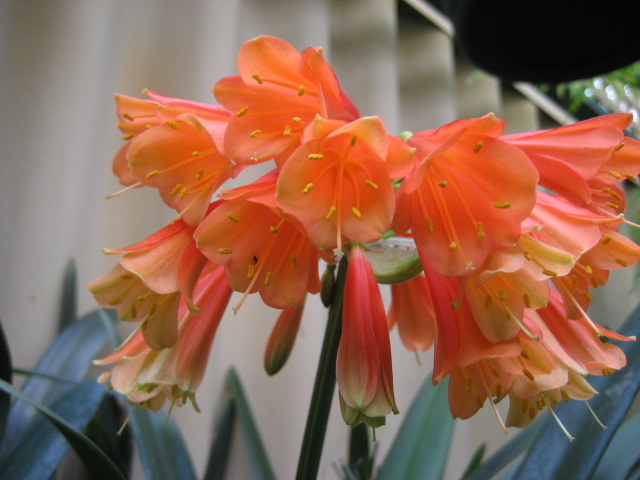 Clivia