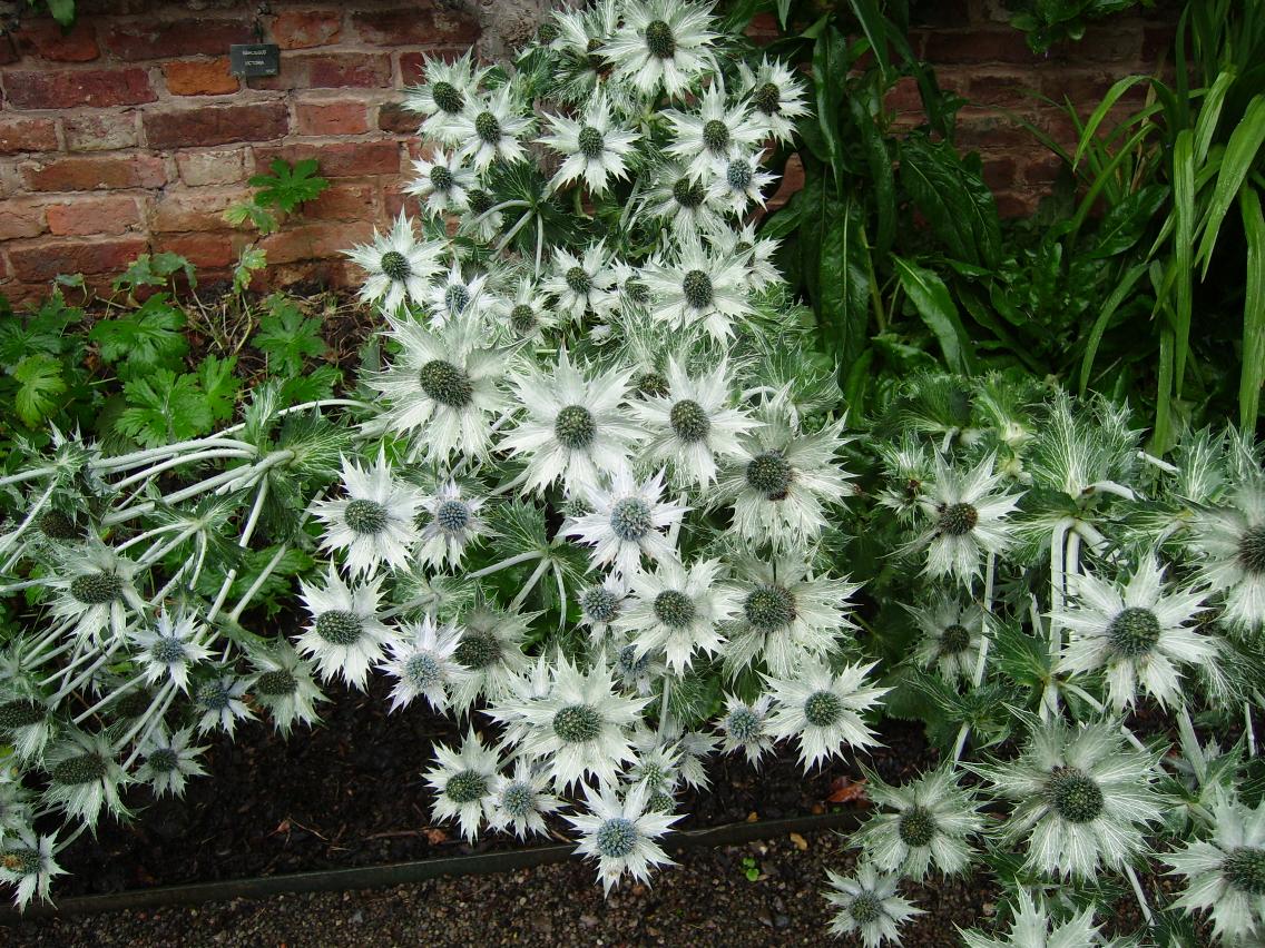 An unusual prickly plant growing in a garden in Wales