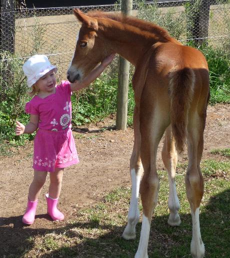 A friendl week old foal greets Laura.