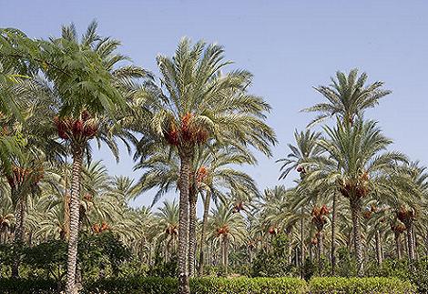 Montaza Palace Garden in Alexandria Egypt.