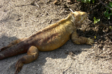 This guy was right in the middle of the trail sunning himself. I was the one who moved.....