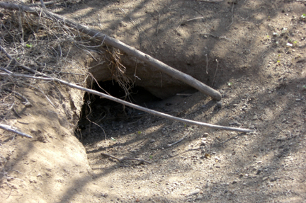 An iguana den.