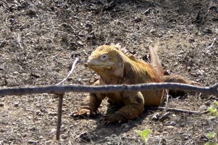 I stepped a little too close and got the evil eye.  He didn't move, though.