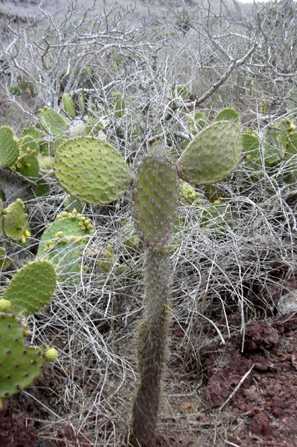 This was called a Mickey Mouse Cactus, for obvious reasons.