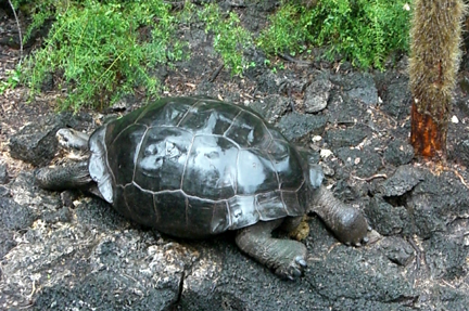 My first sighting of a giant tortoise.  This is at the Darwin Research Center.