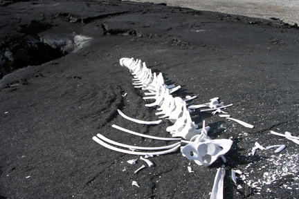 Whale bones on the beach.