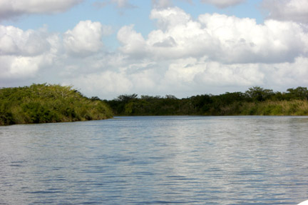 The New River on the way to Lamanai.