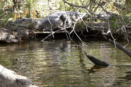 We saw several crocs, but this was by far the largest. I certainly wasn't trailing my fingers in the water!