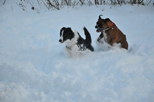 Grand dogs in the Christmas snow 2009



