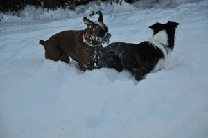 Boomer (Boxer) and Einstein (Border Collie) Einstein had little tufts of hair sticking up all over his head when he was a puppy, hence, the name!