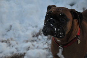 "What is this white stuff?"
Boomer, say hello to snow!