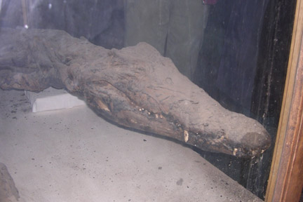 Mummified crocodile.