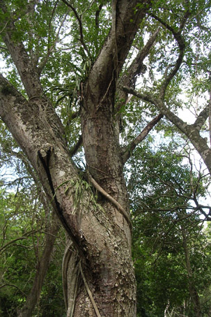 These are called "strangling fig vines.