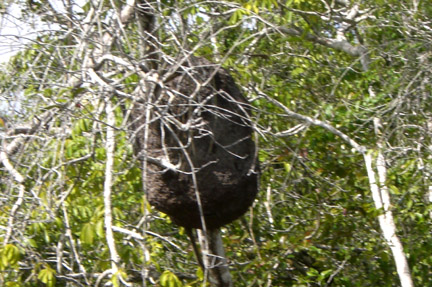 There were termite nests in many of the trees near the shore.