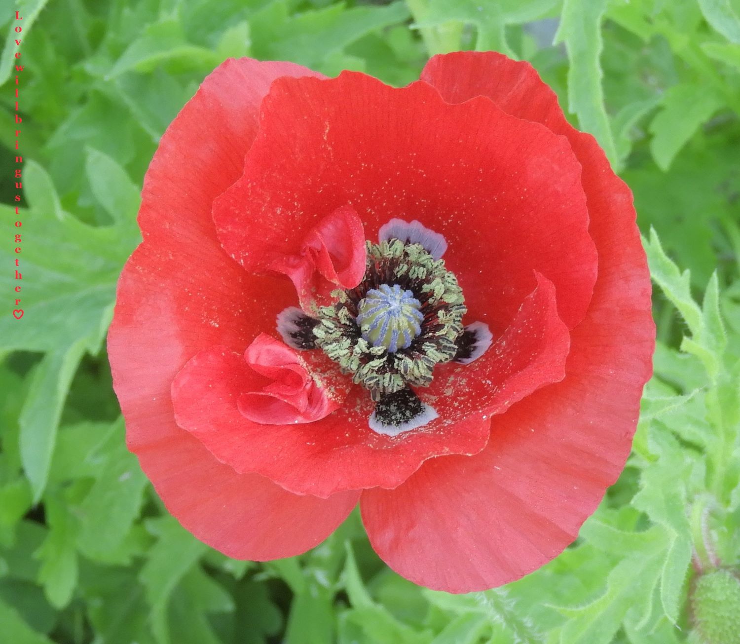 Not only the colour of the petals changed but the colours of their pollen varied from black to green to gold and in this case Blue!